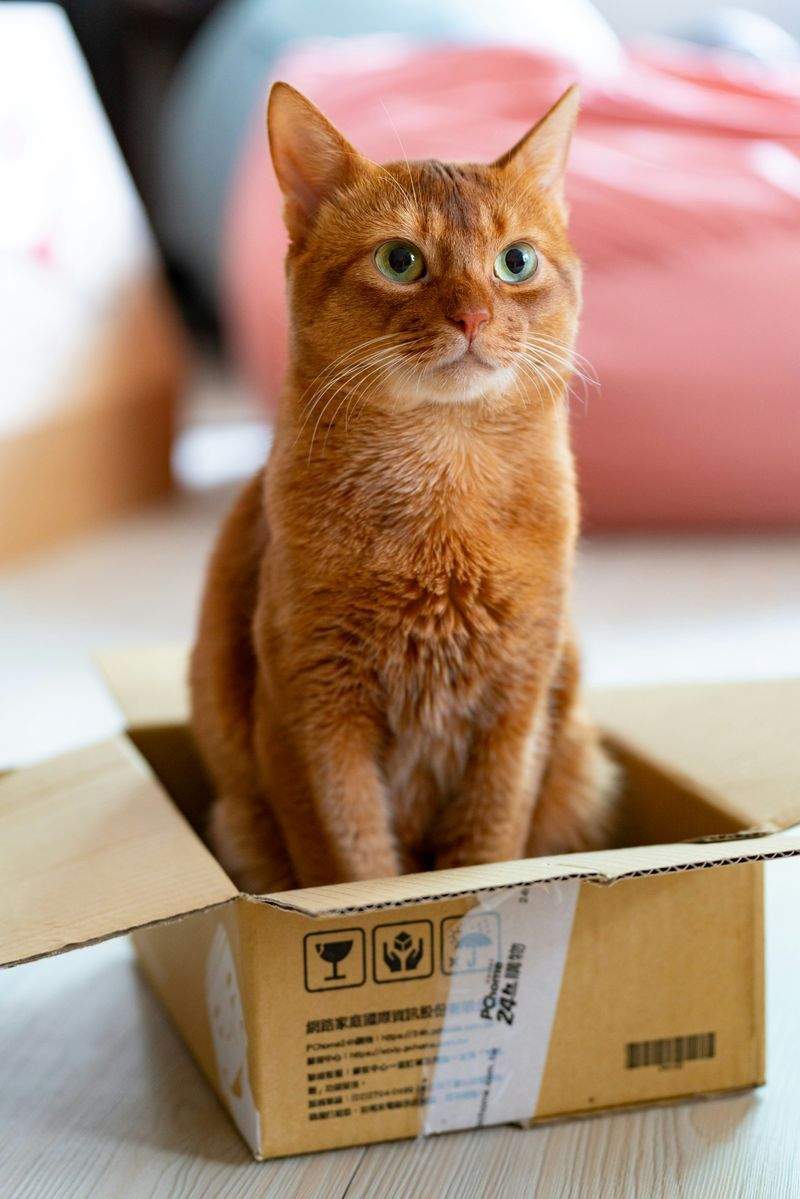 季節の変わり目に気をつけたい、猫ちゃんの過ごし方